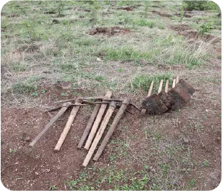 Tree plantation pits prepared for new saplings